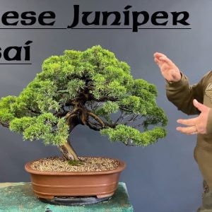 Refining Chinese Juniper Bonsai - Greenwood Bonsai