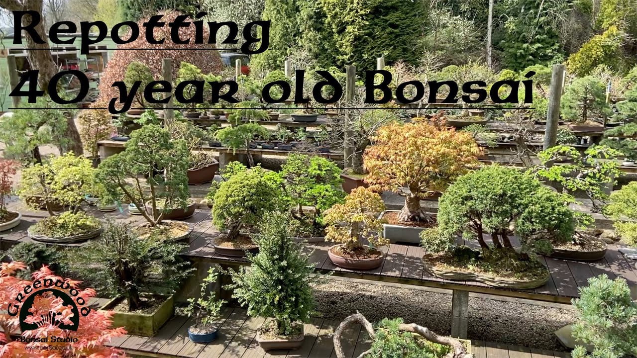 Repotting a 40 year old Cedar - Greenwood Bonsai