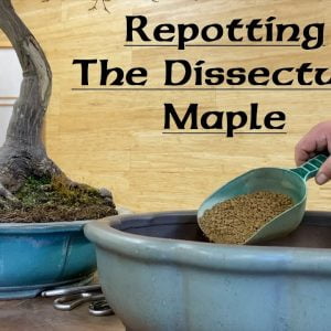 Repotting the Dissectum Maple - Greenwood Bonsai