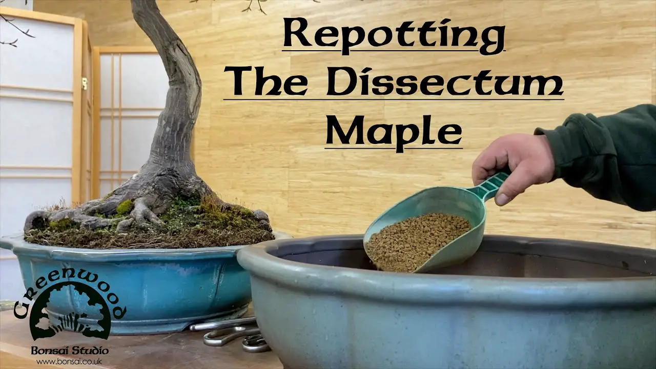 Repotting the Dissectum Maple - Greenwood Bonsai