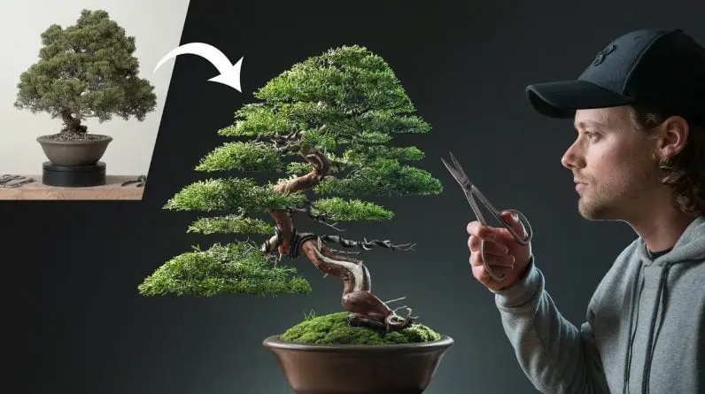 Restoring a Neglected Chinese Juniper Bonsai