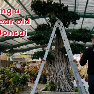 Restyling a 150+ year old Ficus Bonsai