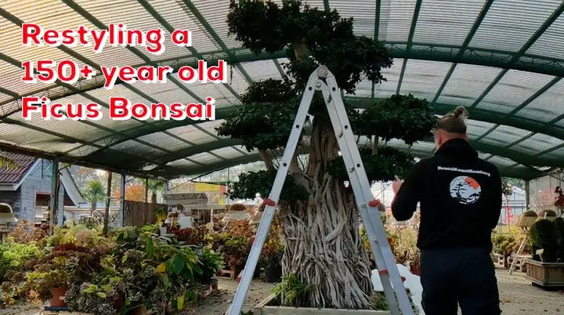 Restyling a 150+ year old Ficus Bonsai