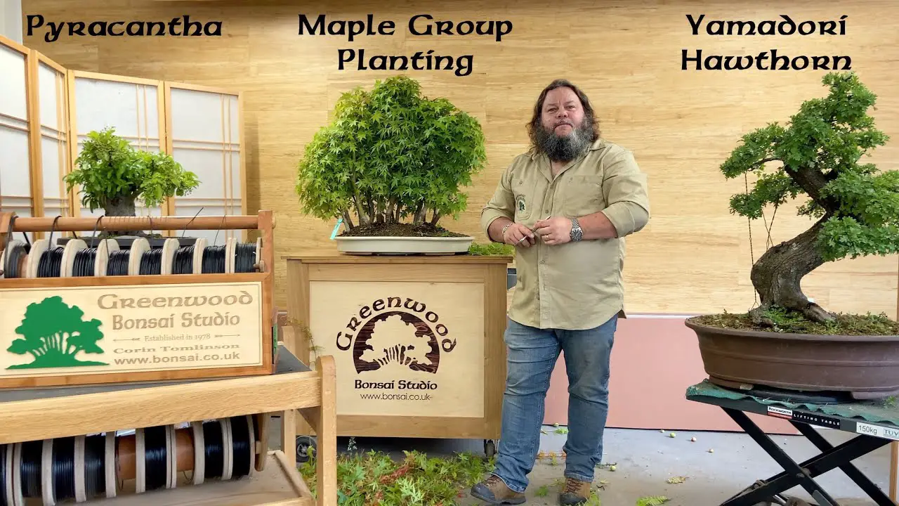 Revisiting Bonsai Projects - Greenwood Bonsai