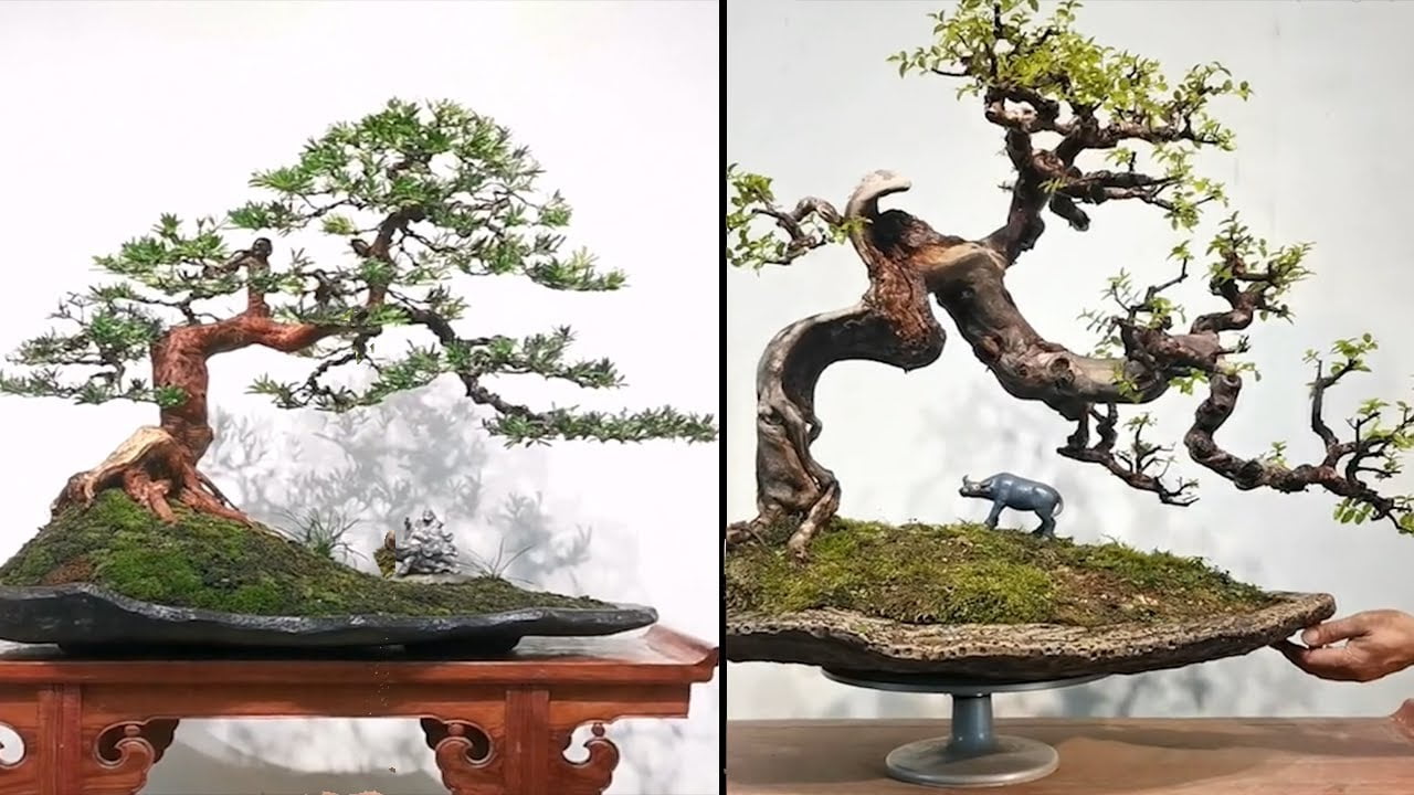 Collection of the world's most beautiful bonsai masterpieces of high artistic value in 2022