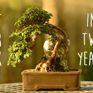 Root Over Rock Jade Bonsai in 2 Years - Little Jade Bonsai