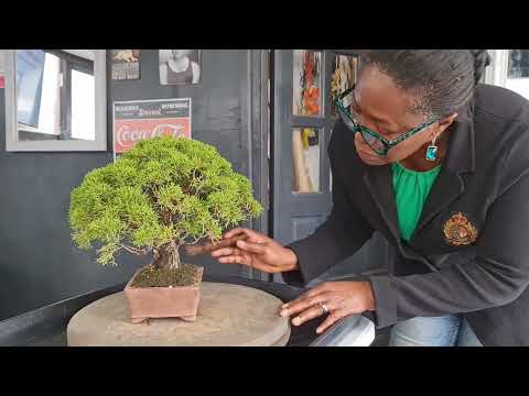 Sade Tidys up an Ancient Itoigawa Juniper Bonsai Tree