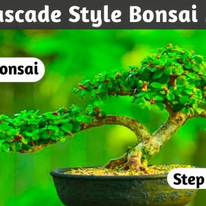 Semi Cascade Style Jade Bonsai