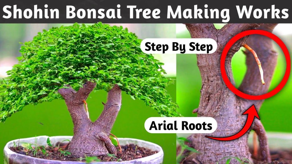 Shohin Bonsai Tree Making Works