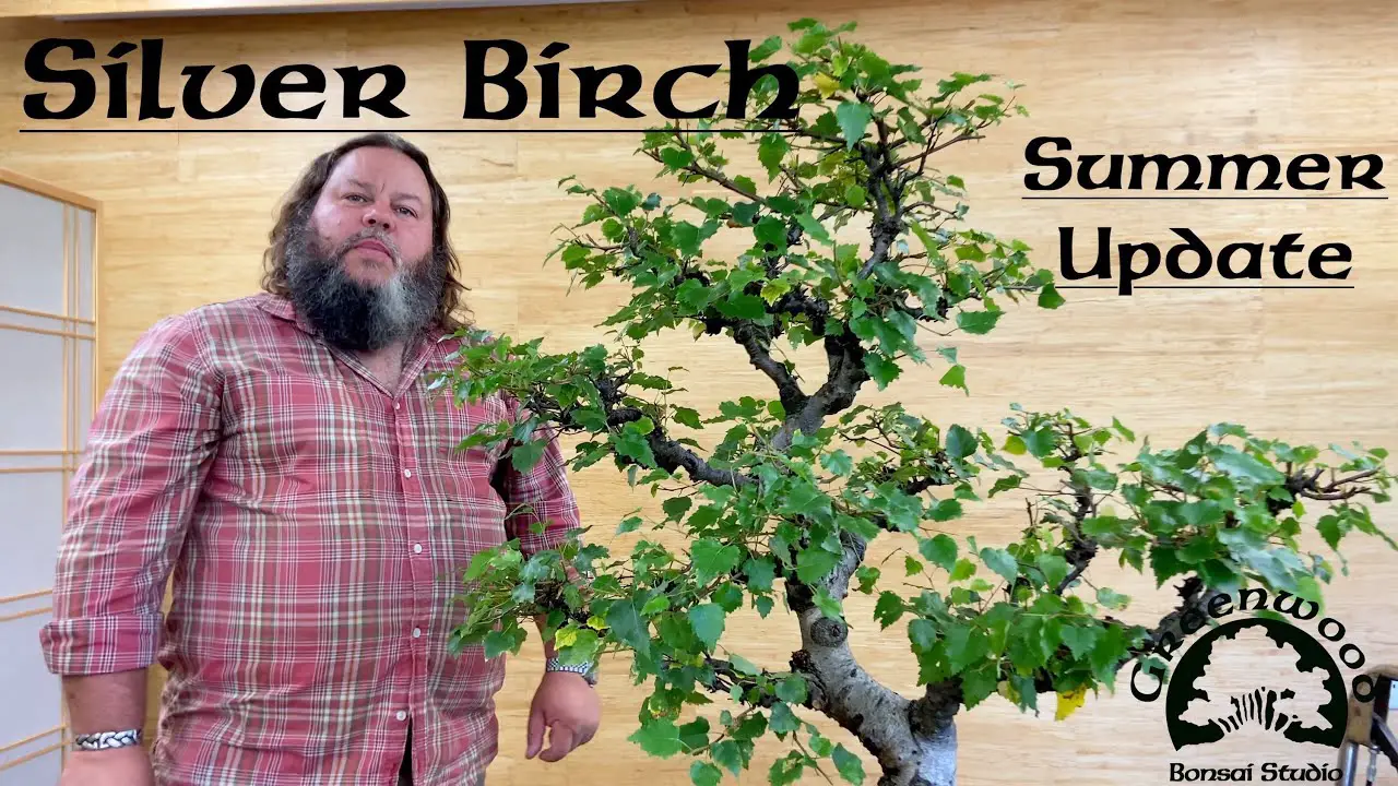 Silver Birch Summer Update - Greenwood Bonsai