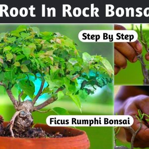 Small Root In Rock Bonsai Style