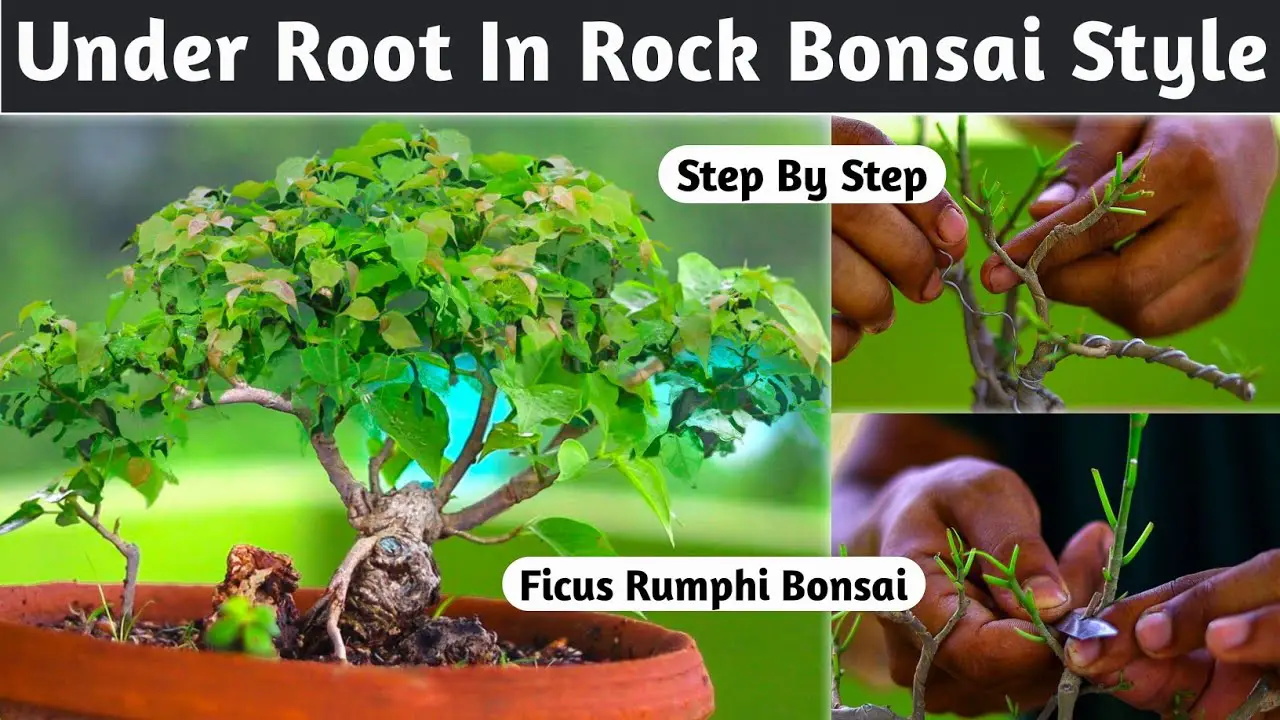 Small Root In Rock Bonsai Style