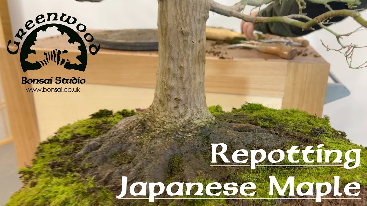 Spring Work on Japanese Maple Bonsai - Greenwood Bonsai