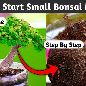 Starting To Banyan Bonsai Tree Making For Beginners