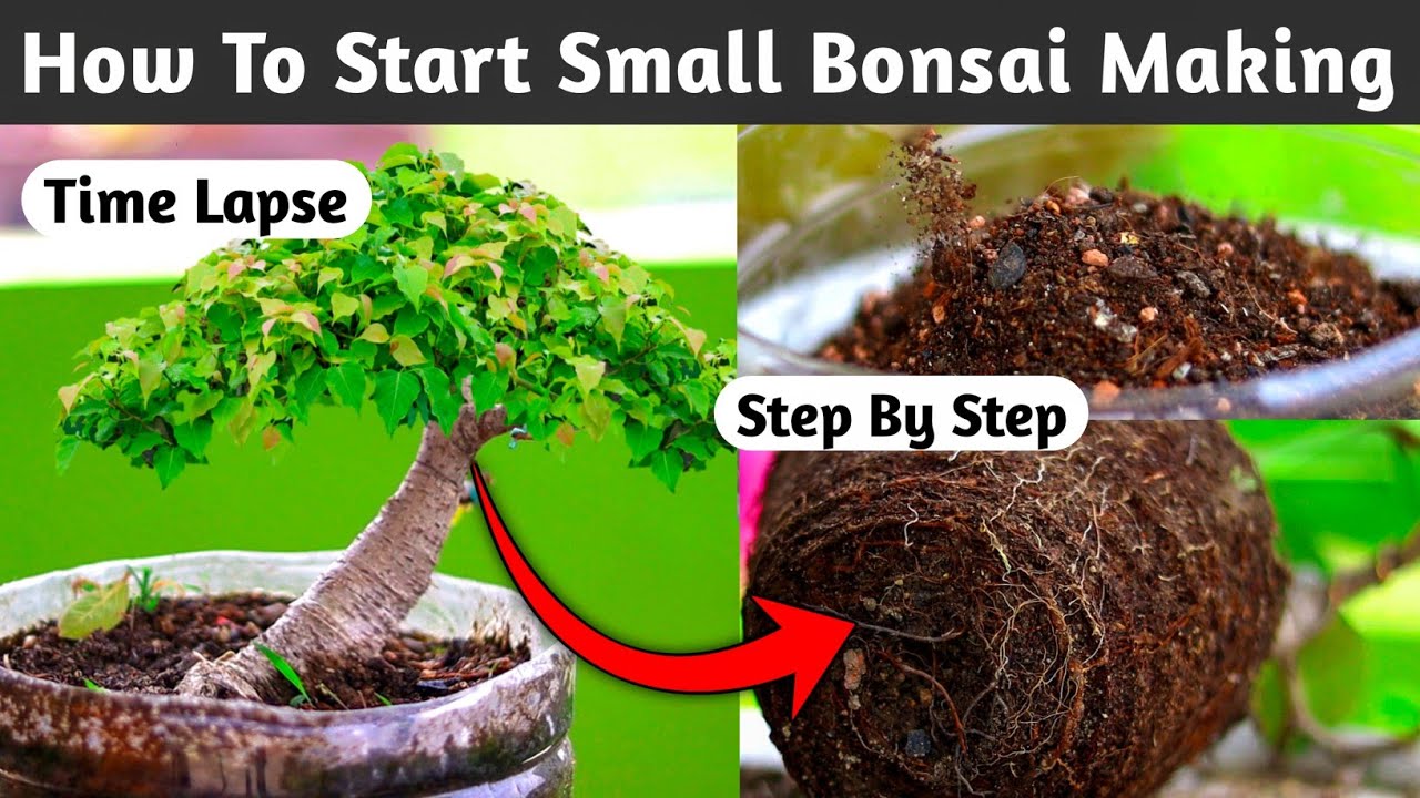 Starting To Banyan Bonsai Tree Making For Beginners