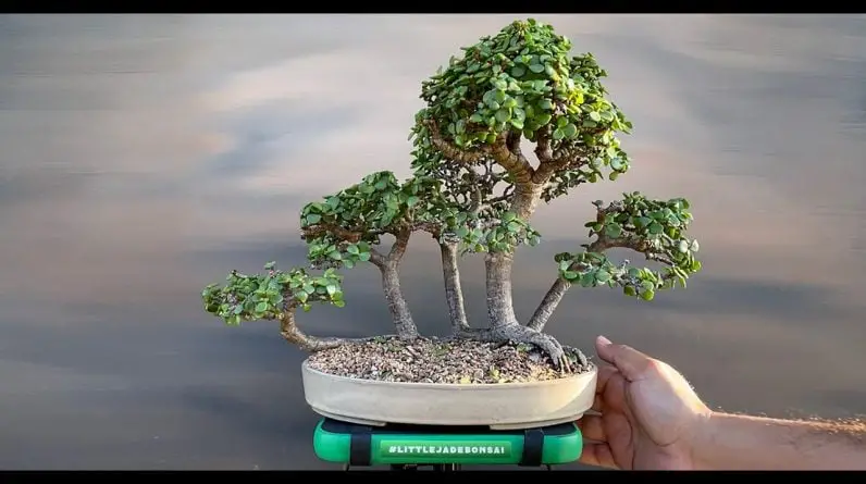 Raft style forest portulacaria afra maintenance trimming - Little Jade Bonsai