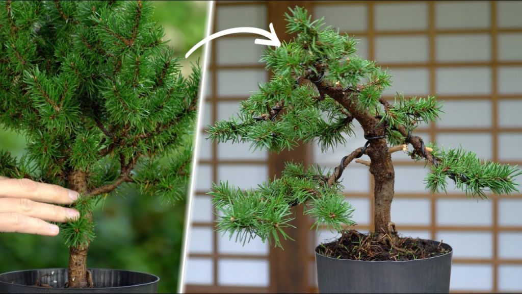 Styling a Jack Pine Bonsai