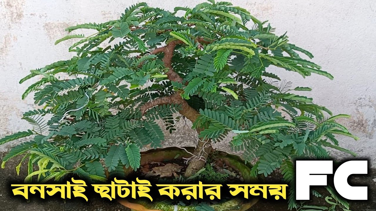 Tamarind bonsai । When and how to prune