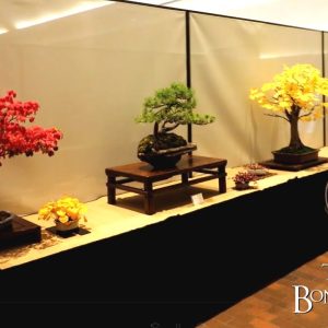 The 2022 Toronto Fall Show and Sale, Part 2, The Bonsai Zone, Oct 2022