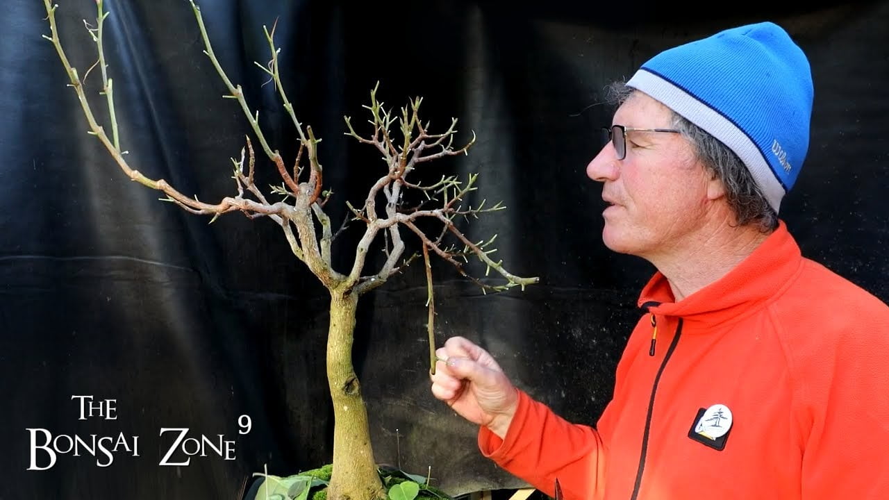 Venus and My Ficus religiosa, The Bonsai Zone, Oct 2022