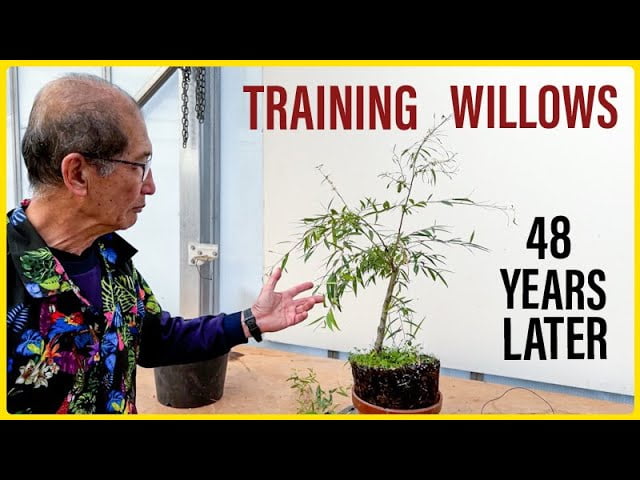 Willow Bonsai Training