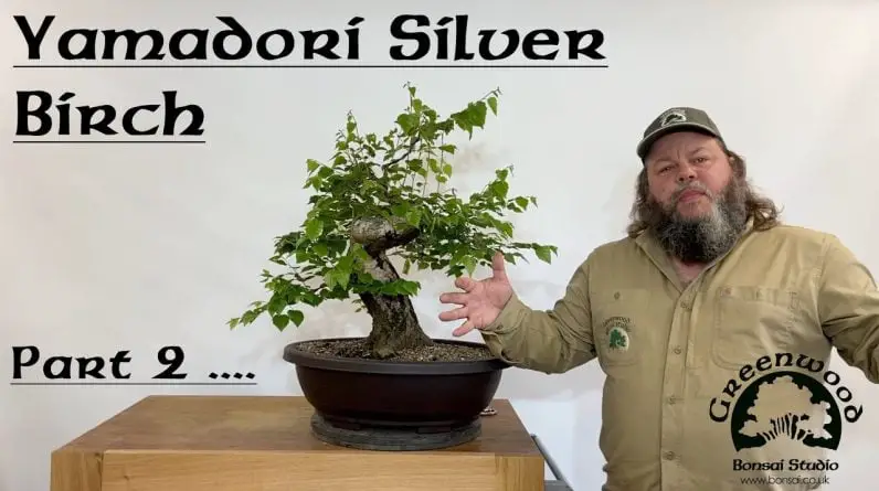 Yamadori Silver Birch Follow Up - Greenwood Bonsai