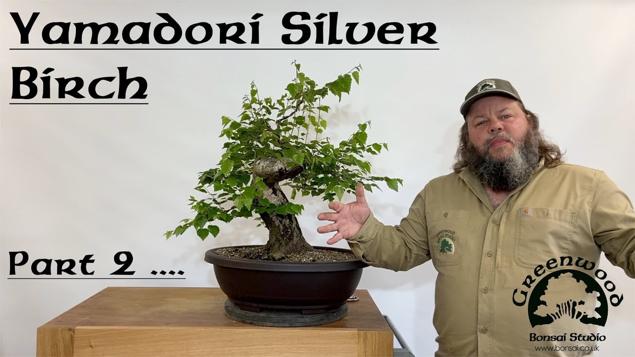 Yamadori Silver Birch Follow Up - Greenwood Bonsai