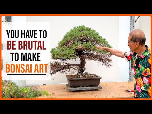 You Have to Be Brutal to Make Bonsai Art