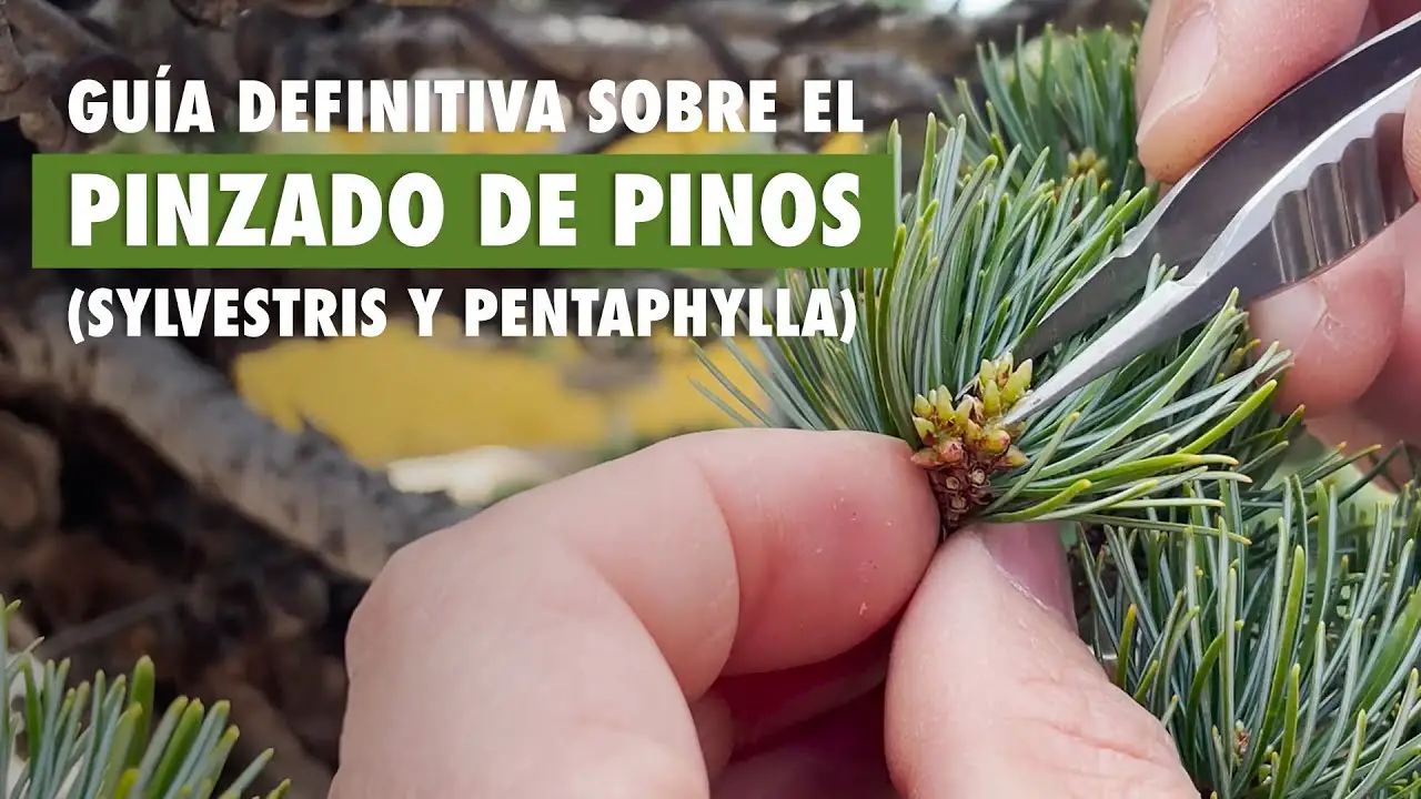 Guía definitiva sobre el pinzado de pinos (Sylvestris y Pentaphylla) bonsái