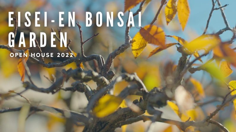 Bonsai is Life