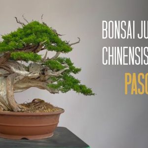 Bonsai juniperus chinensis itoigawa paso a paso
