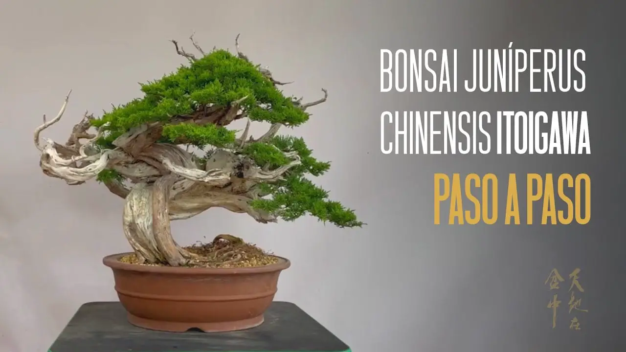 Bonsai juniperus chinensis itoigawa paso a paso