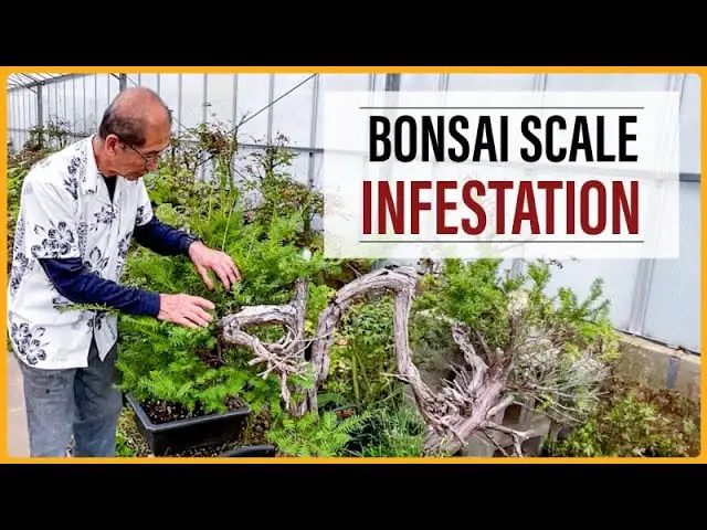 Bonsai Scale Insect Infestation