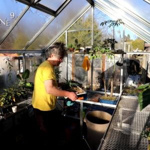 Cleaning My Glass Greenhouse, The Bonsai Zone, Nov 2022
