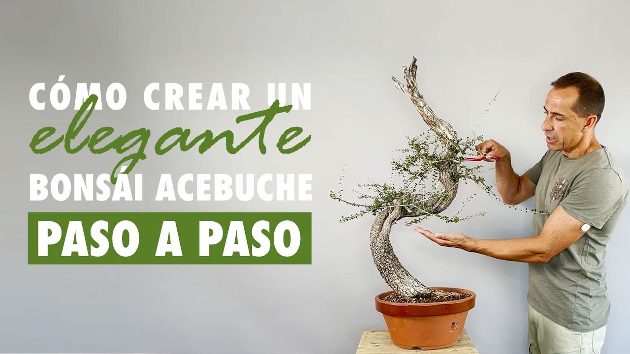 Cómo crear un elegante bonsai acebuche paso a paso