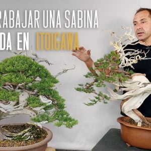 Cómo trabajar una sabina bonsai injertada en itoigawa