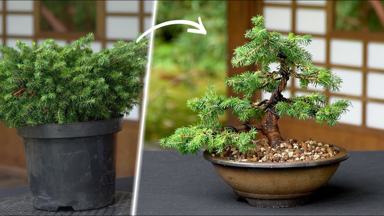 Creating a Spruce Bonsai tree