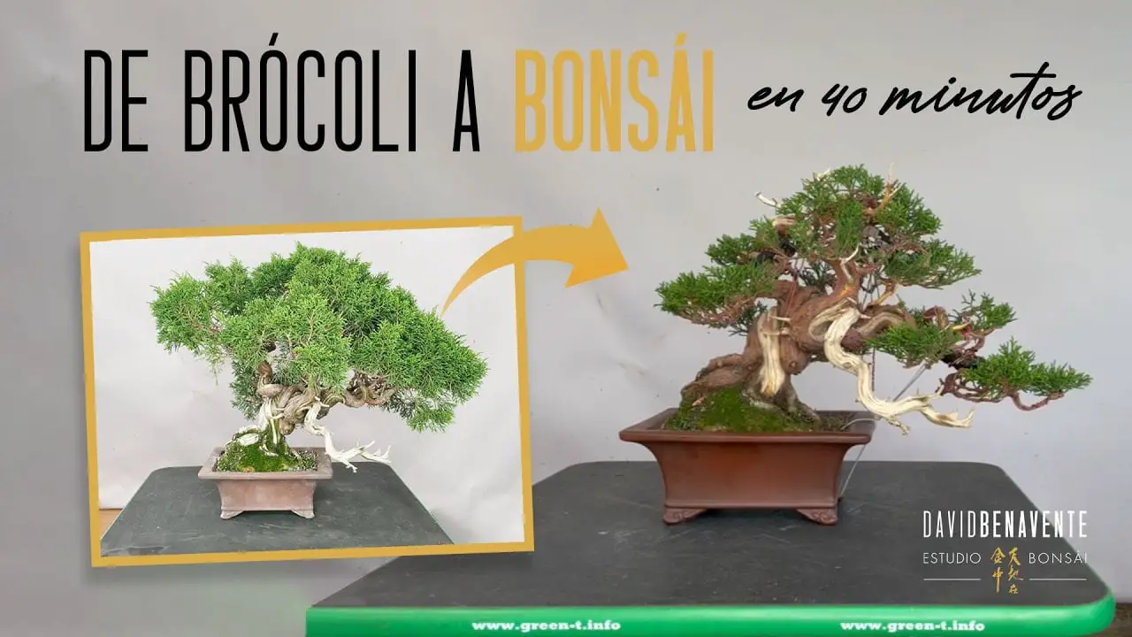 De Brócoli a Bonsái en 40 minutos