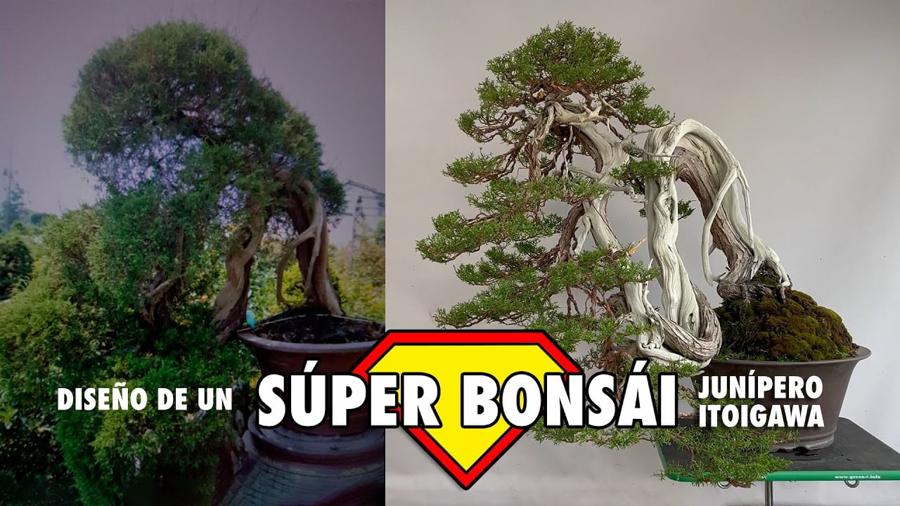 Diseño de un súper bonsai junípero chinensis itoigawa