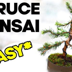 Easy Bonsai for Beginners - Dwarf Alberta Spruce