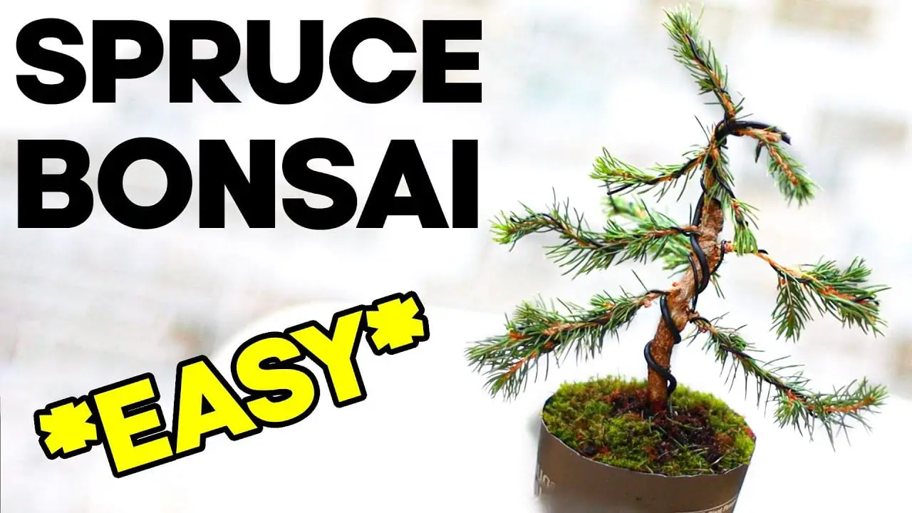 Easy Bonsai for Beginners - Dwarf Alberta Spruce