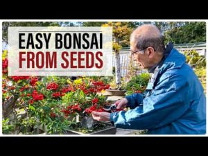 Easy Bonsai Trees from Seeds
