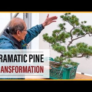 Exciting and Dramatic Pine Bonsai Transformation