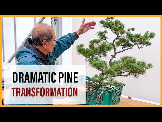 Exciting and Dramatic Pine Bonsai Transformation