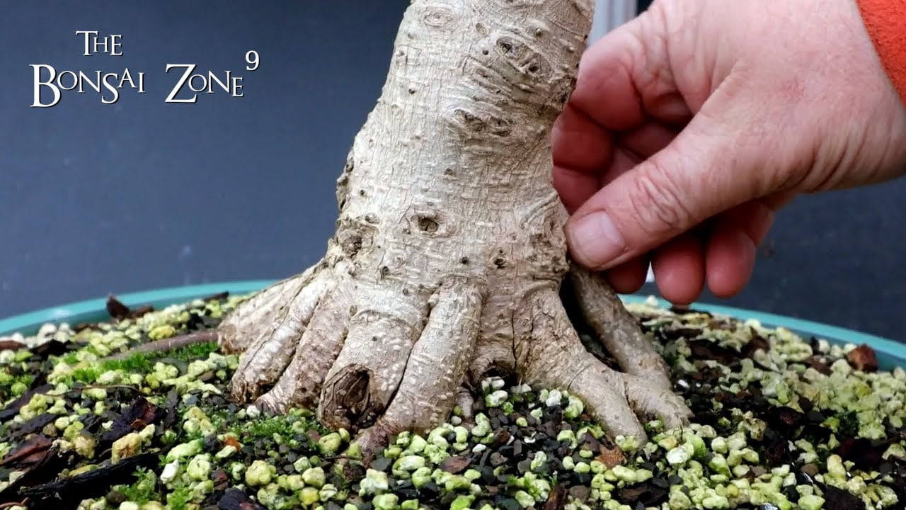 Información General De Ficus Bonsai [2024 Update] BonsaiMadeEasy