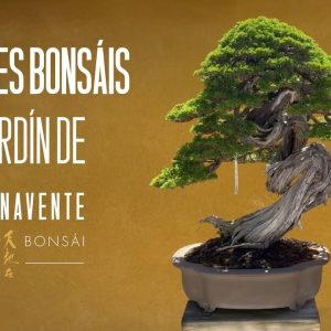 Grandes bonsáis del jardín de David Benavente