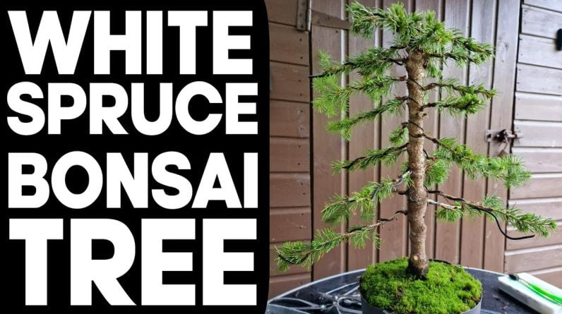How to Bonsai a White Spruce Tree🌲(Picea Glauca)