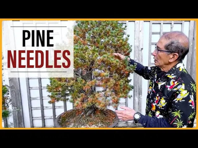 Important Autumn Task: Pine Needle Cleaning