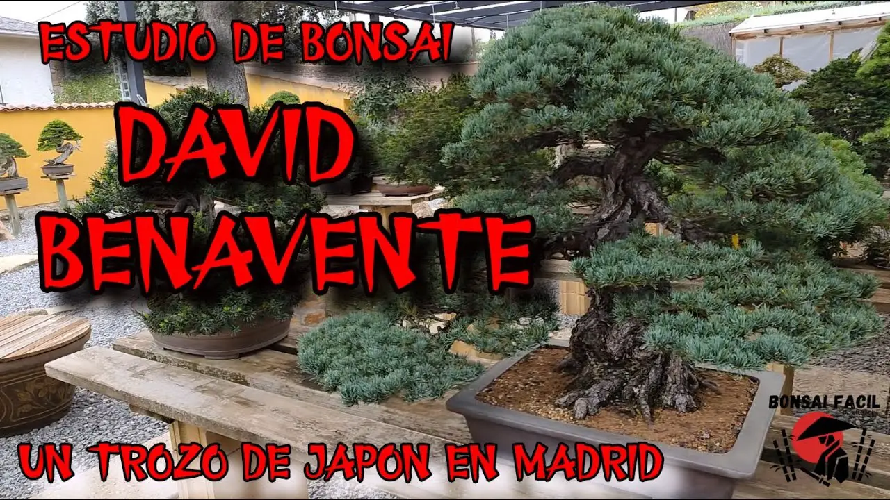 Jardin @David Benavente  - Bonsai Facil