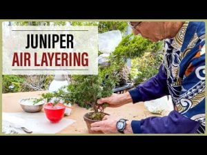 Juniper Air Layering